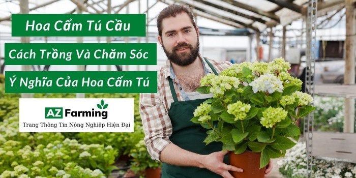 Cách trồng hoa cẩm tú cầu tại Sài Gòn