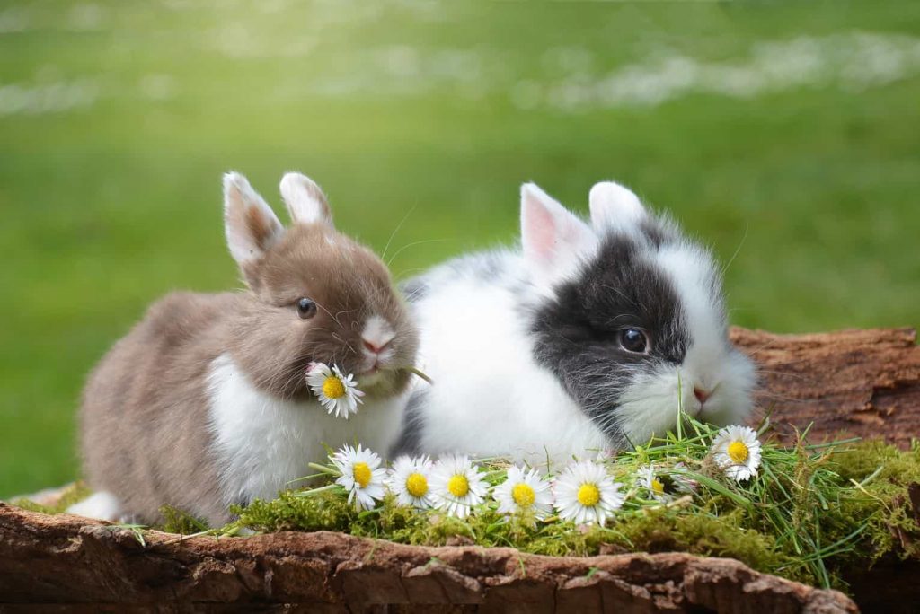 lợi ích khi nuôi thỏ