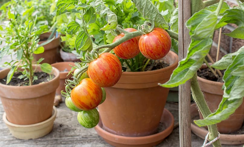 kỹ thuật trồng cà chua