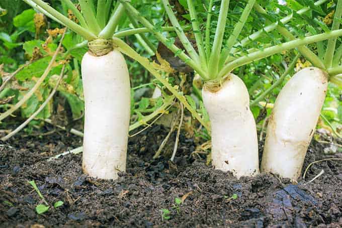 loại đất thích hợp để trồng củ cải
