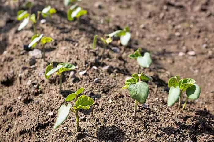tỷ lệ trồng đậu bắp