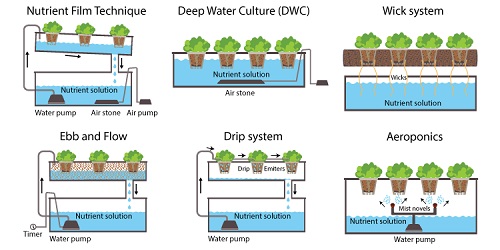 Hệ thống thủy canh tĩnh là gì Kỹ thuật trồng rau  HydroWorks