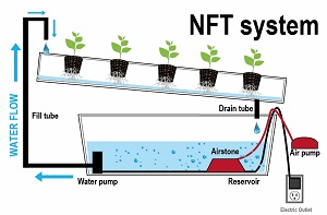 hệ thống thủy canh phim dinh dưỡng NFT