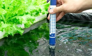 độ pH thích hợp cho cây trồng thủy canh