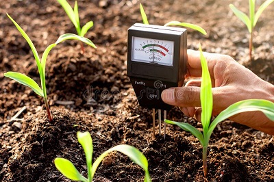 Các cách làm tăng độ pH của đất hiệu quả và đơn giản nhất