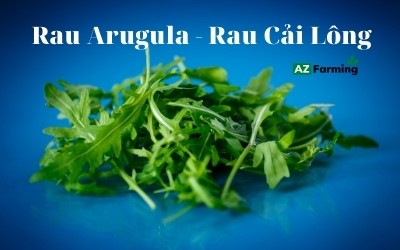 Arugula tên gọi tiếng việt là “cải lông”