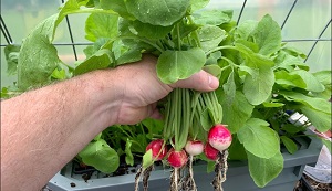 trồng củ cải thủy canh