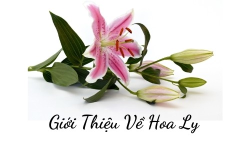 Giới thiệu về hoa lily