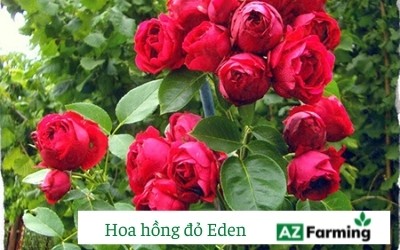 Giống hoa hồng đỏ Eden