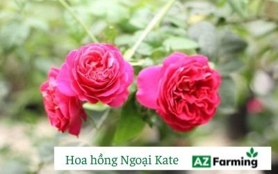 Giống hoa hồng ngoại Kate