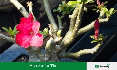 hoa sứ Thái Lan
