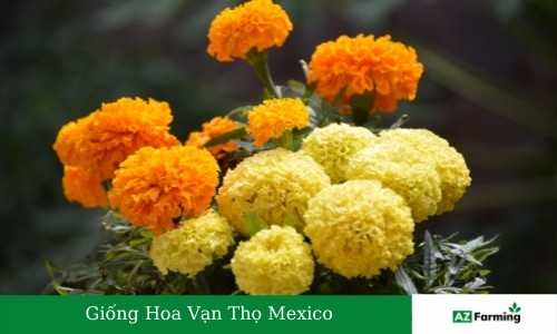 hoa vạn thọ Mexico