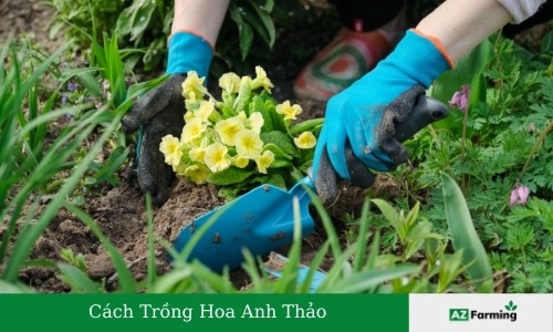 trồng hoa anh thảo