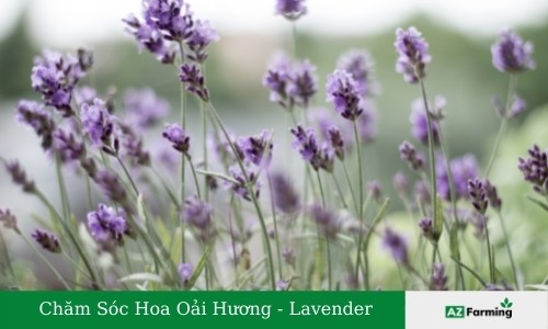 chăm sóc cây oải hương (hoa lavender)