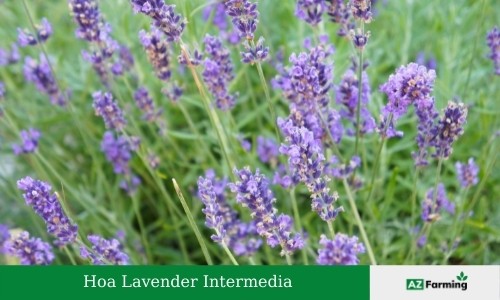 hoa lavender intermedia