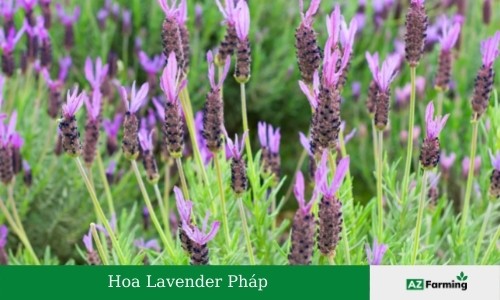 hoa lavender pháp