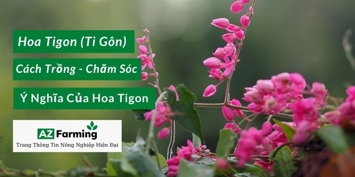 Hoa Tigon (Ti Gôn)