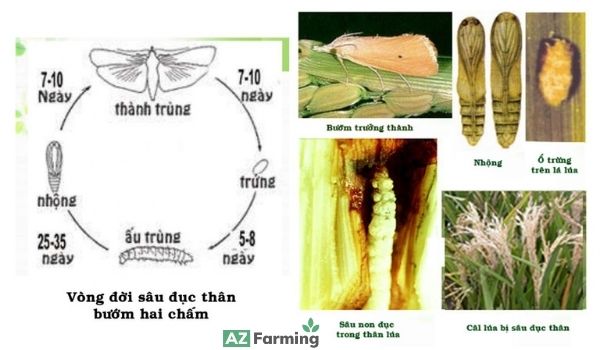Đặc điểm sinh thái của sâu bướm hai chấm đục thân lúa