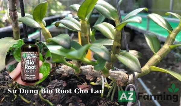 Sử dụng Bio Root cho lan