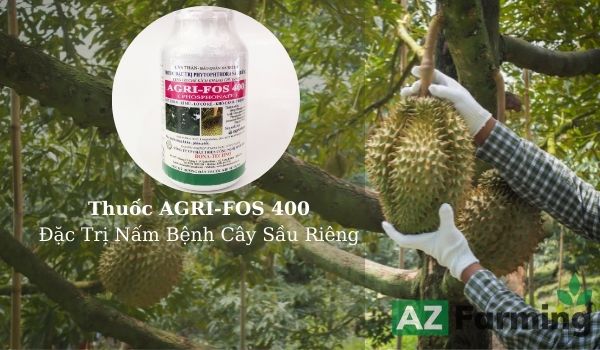 Thuốc Agri-fos 400 chuyên trị nấm bệnh cây sầu riêng
