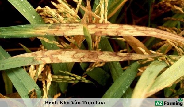 Bệnh khô vằn hại lúa