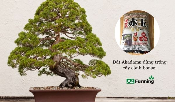 Đất Akadama trồng cây bonsai