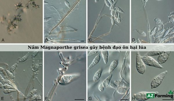 Nấm Magnaporthe grisea gây bệnh đạo ôn ở cây lúa
